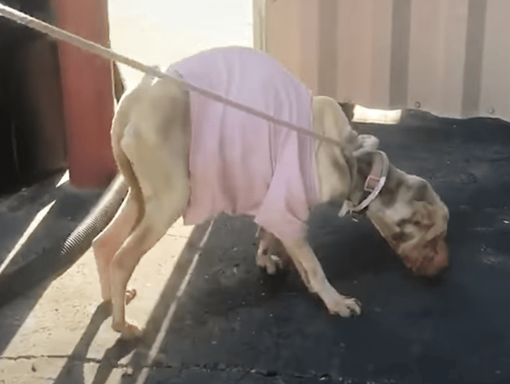 terrified dog on a leash