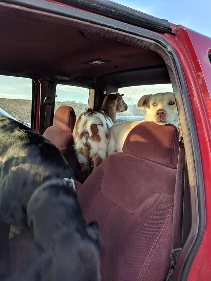 the new friends in the car