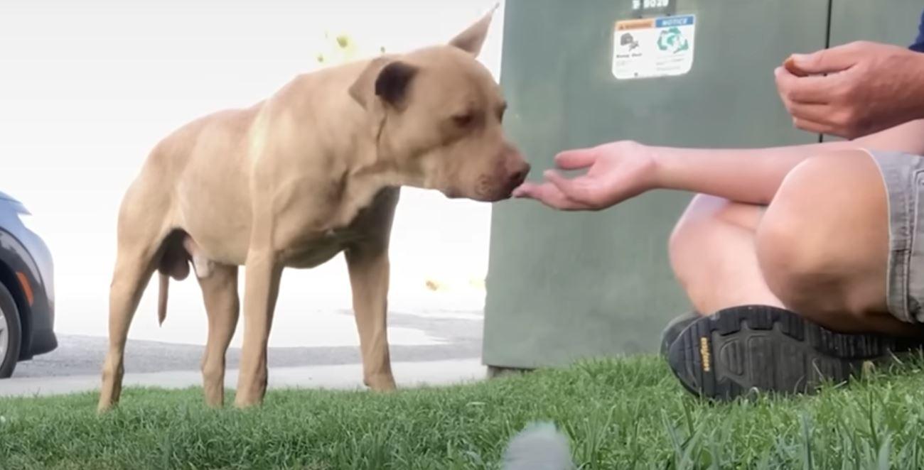 westly the dog sniffing hand