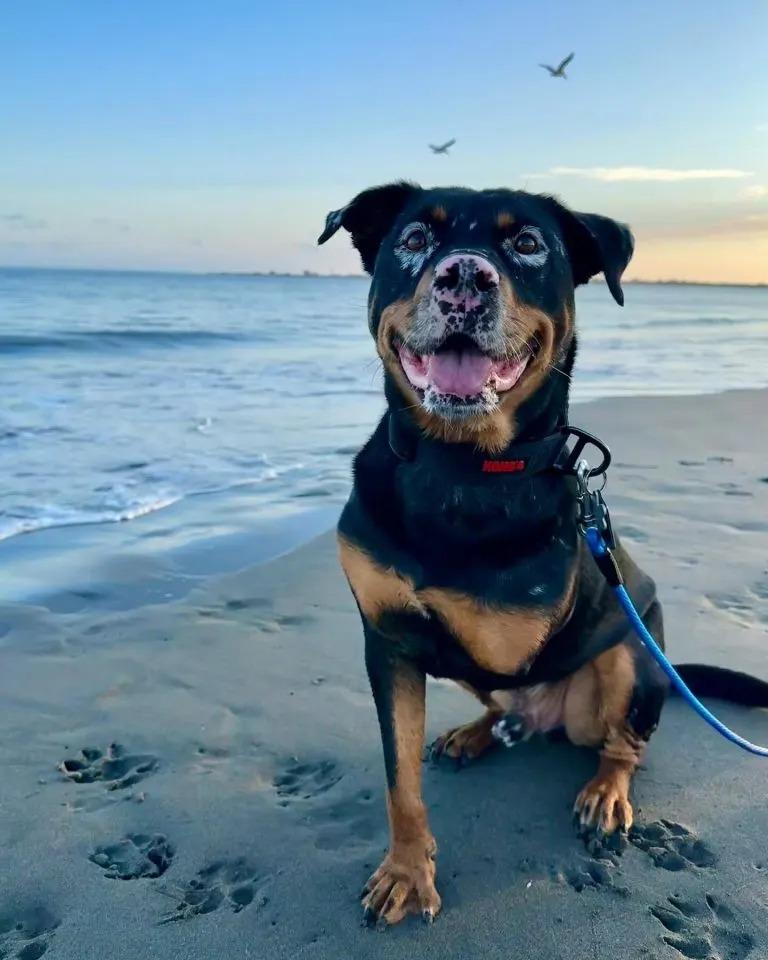 yeti at the beach