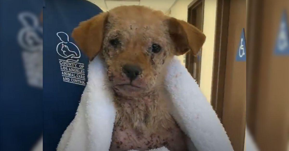 A Puppy Covered In Mange And Unable To Walk Finds Joyful Life And Bunny Hops