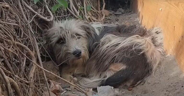 Abandoned Dog Refuses To Leave Doorstep, Hoping For Owner’s Return