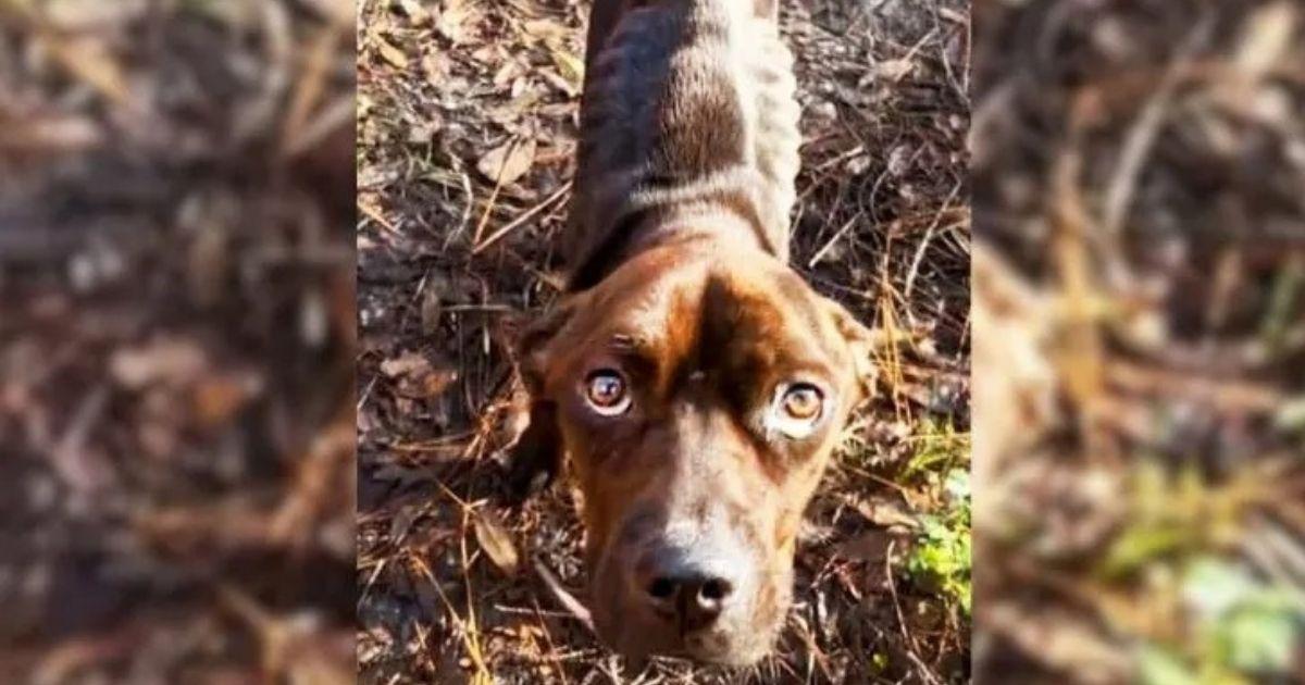 Abandoned Pup With Heartbreaking Eyes Finds Hope And Love After Rescuers Step In