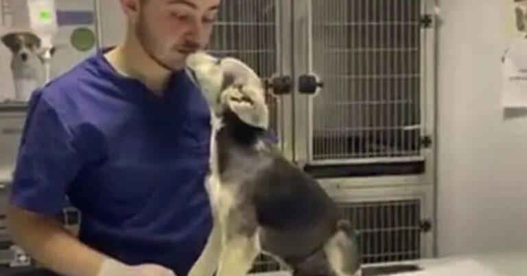 Abused Puppy Escapes And Finally Finds True Love