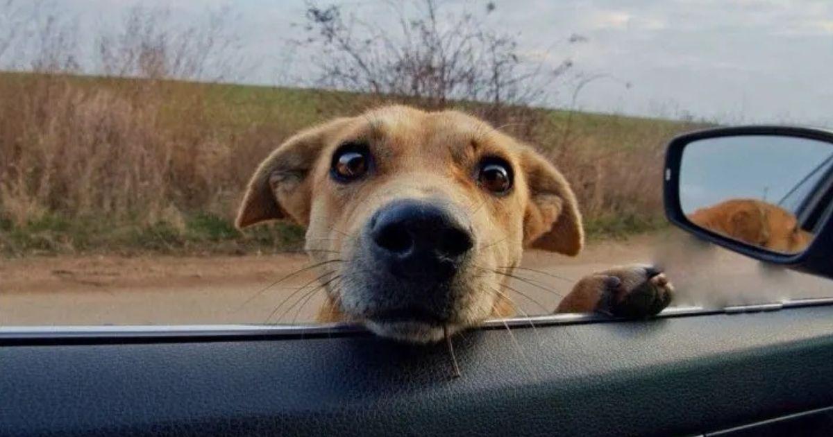 Brave Mama Dog Sticks Her Head Into Stranger’s Car Begging For Help