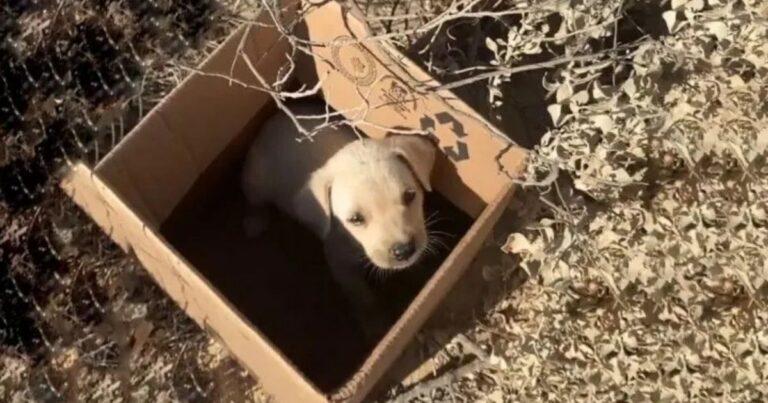 Volunteers Rescue Crying Puppy Separated From His Mom And Left On Railroad Tracks