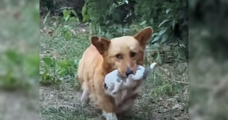 Desperate Mama Dog Carries Her Puppy To A Man To Save Her Baby