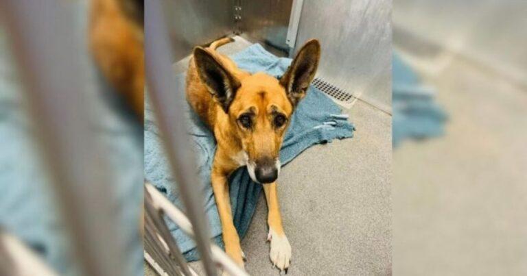 Dog Left Devastated After Being Returned To The Shelter Where He First Met His Family