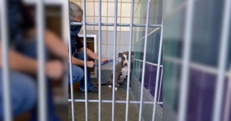 Dog Left Behind After Owners Move Away Shakes In Fear When Rescuers Arrive