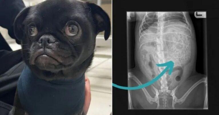 Dog's Stomach Full Of Hairbands Leaves Vet Speechless After Shocking X Ray Discovery