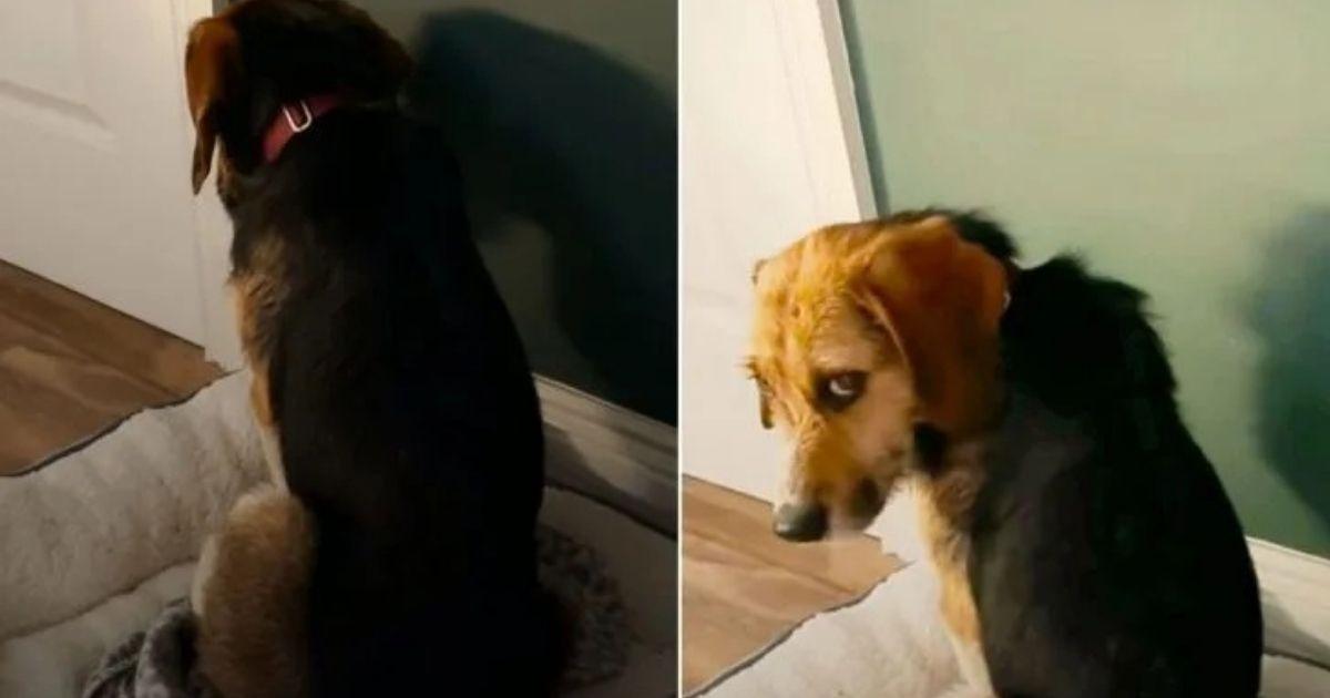 Dog Too Scared To Look His New Parents In The Eyes Slowly Realizes He Is Safe