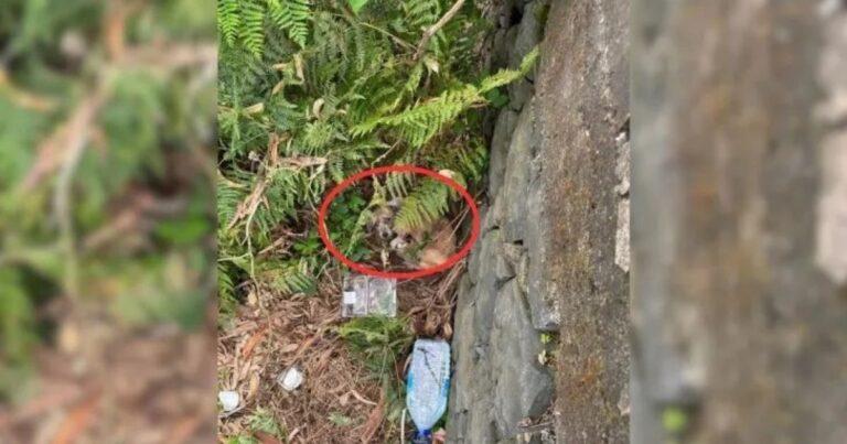 Fearful Mother Dog Hides Her Puppies Until Two Rescuers Step In To Save Them