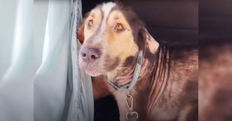 Lovely Stray Dog Hops Into Woman’s Car And Decides She’s His Forever Person