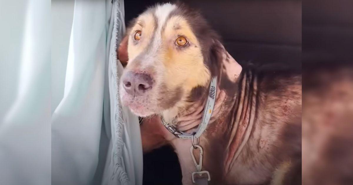 Friendly Stray Dog Finds Forever Home After Jumping Into Woman’s Car