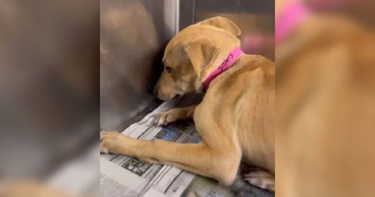 Frightened Shelter Pup Shaking In A Kennel Corner Breaks Rescuers’ Hearts