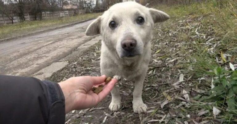 Frightened Stray Pup Living By Railroad Gets A Life-Changing Rescue