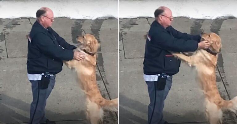 Golden Retriever And Mailman Share Heartwarming Friendship That Melts Hearts