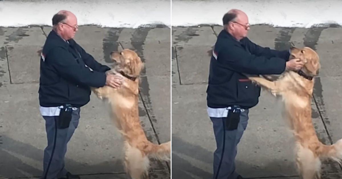 Golden Retriever And Mailman Share Heartwarming Friendship That Melts Hearts