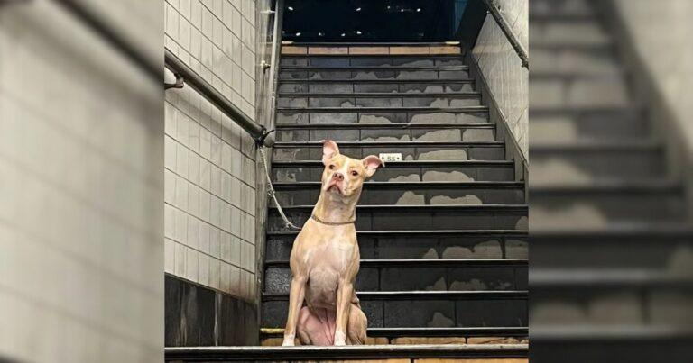 Heart Races As Woman Finds An Abandoned Dog Tied To Subway Pole