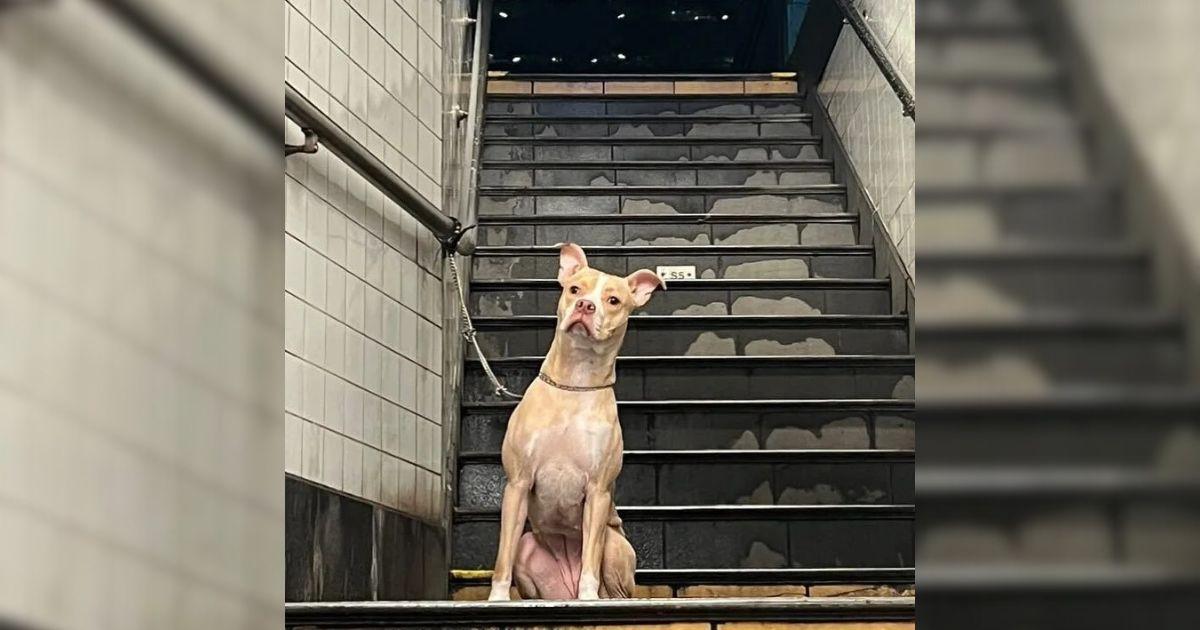 Heart Races As Woman Discovers An Abandoned Dog Tied To A Subway Pole