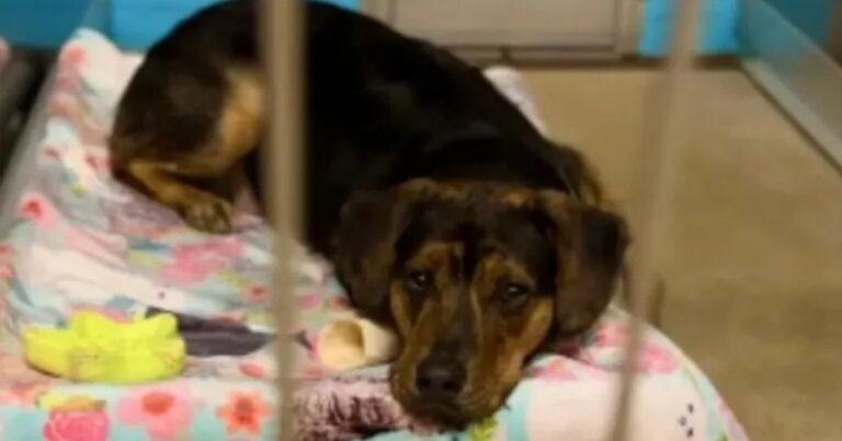 Heartbroken Pup Returned To Shelter Longs For A Second Chance