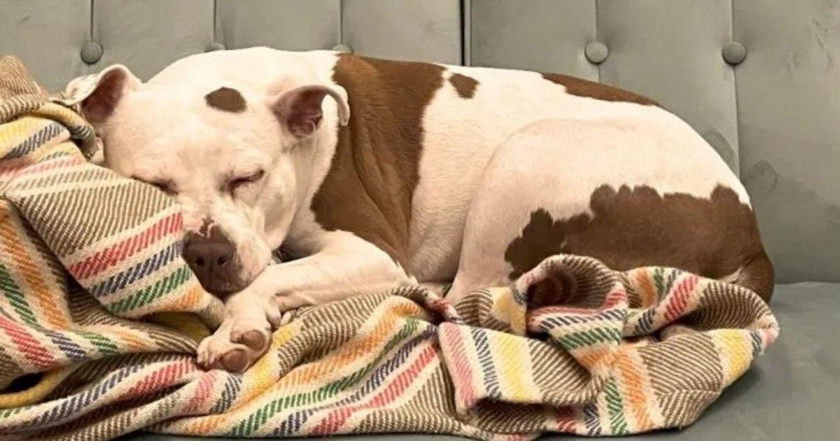 Heartbroken Woman Finds New Joy In Shelter Dog Sent By Her Late Pet