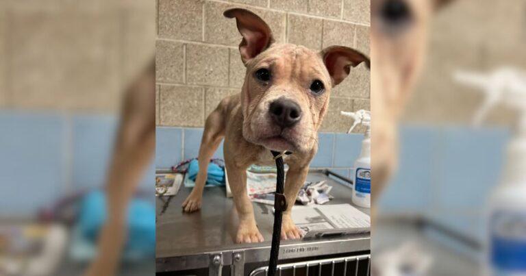 Mangy Deaf Pup Abandoned In Dumpster Becomes The Happiest Girl Around