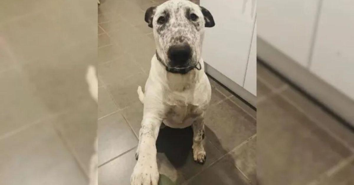 Pup Returned Twice To Shelter Finally Finds A Forever Home With Her New Mom