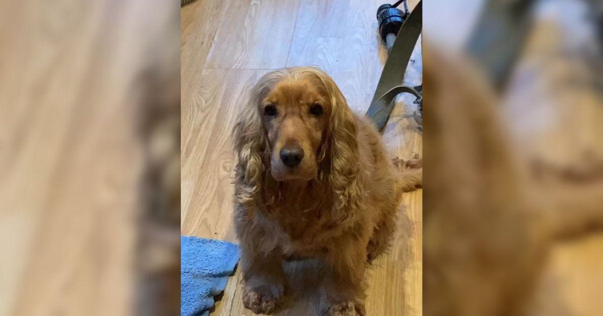 Rescue Cocker Spaniel Delights TikTok With Adorable “Ear Magic”