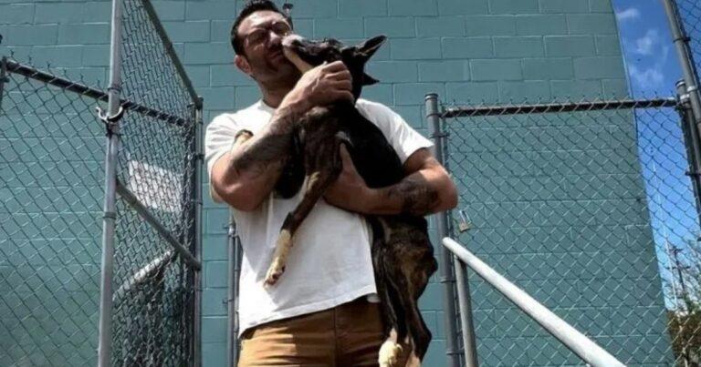 Kindhearted Man Rescues Malnourished Dog And Gives Her The Home She Deserves