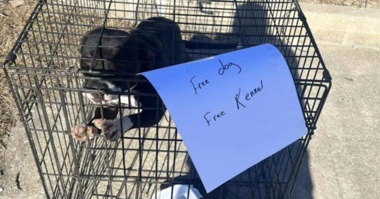 Rescuers Heartbroken By Abandoned Dog Left In Kennel With ‘Free’ Sign On Busy Highway