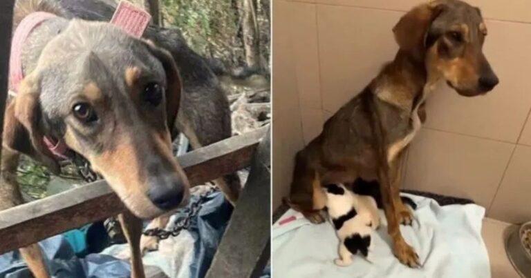 Rescuers Save Starving Dog Mom And Her Puppies In Desperate Need Of Help