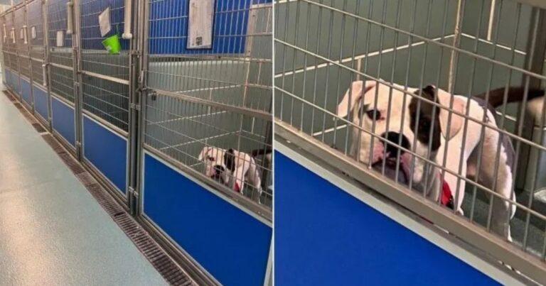 Sad Dog Left Behind Finds His Forever Family And A Happily Ever After