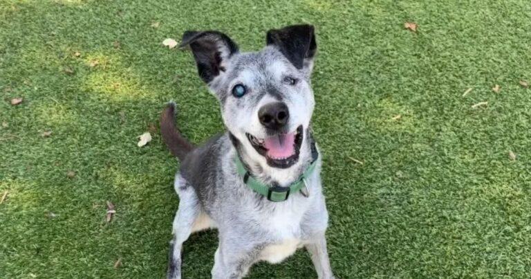 Senior Dog Abandoned At 19 Finds Comfort In His Final Years