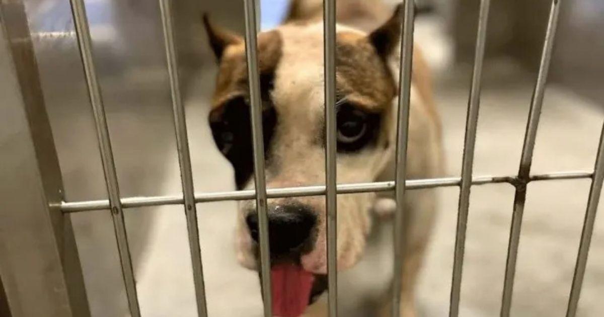 Shelter Dog Saved From Euthanasia Finds A Loving Home Against All Odds