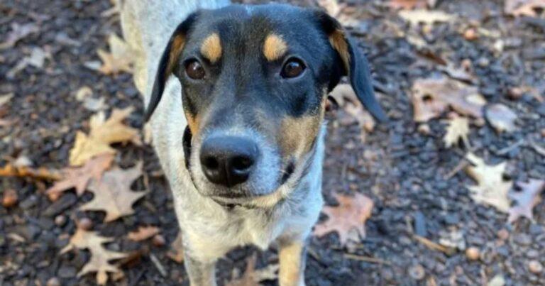 Shelter Dog Thought He’d Finally Found A Family, Only To Be Returned Less Than 72 Hours After