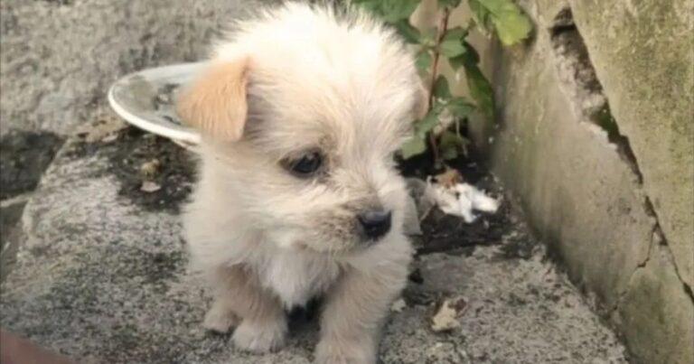 Shivering Puppy Left In The Cold Finds His Forever Dad And Covers Him In Kisses