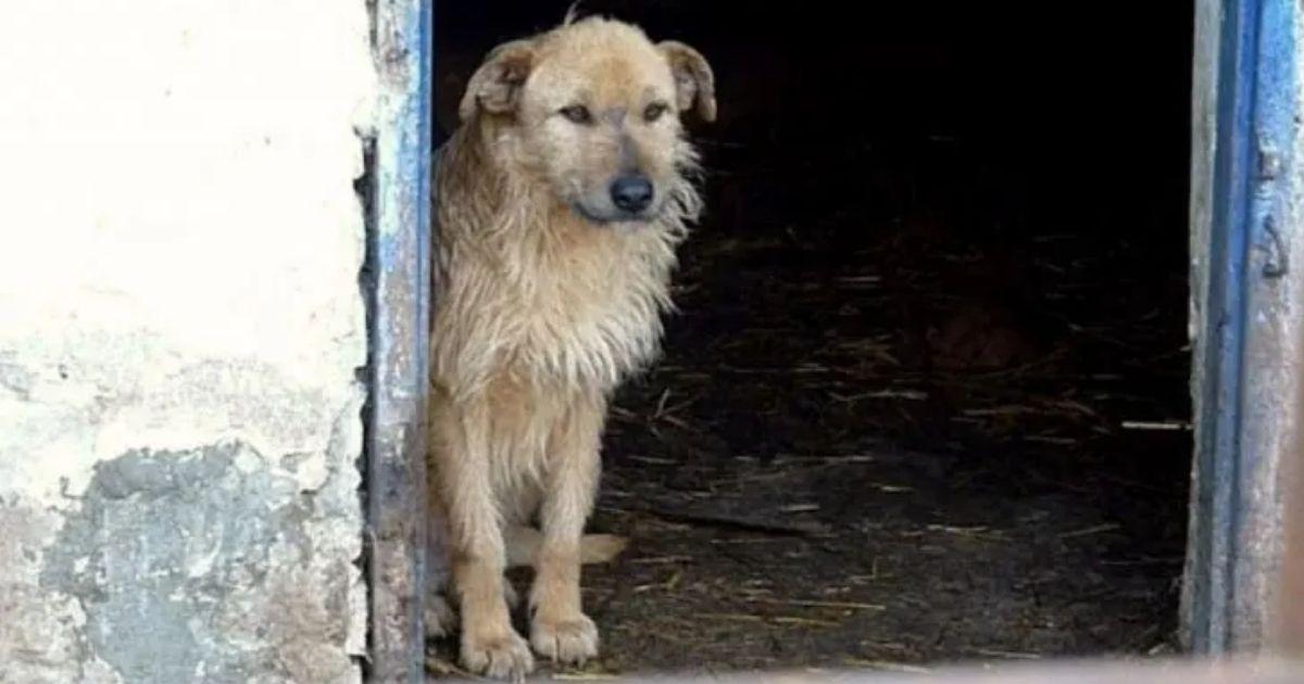 Stray Dog Who Had Given Up On Life Smiles Again After Being Rescued