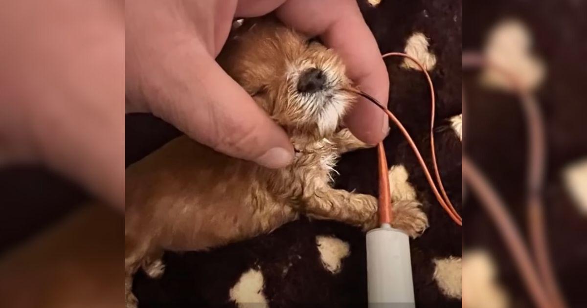 Sweet Tiny Puppy Battled To Put On Weight Until A Kind Rescuer Stepped In