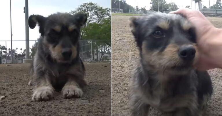 Terrified Dog Shuns All Human Contact Until Rescuers Finally Earn Her Trust