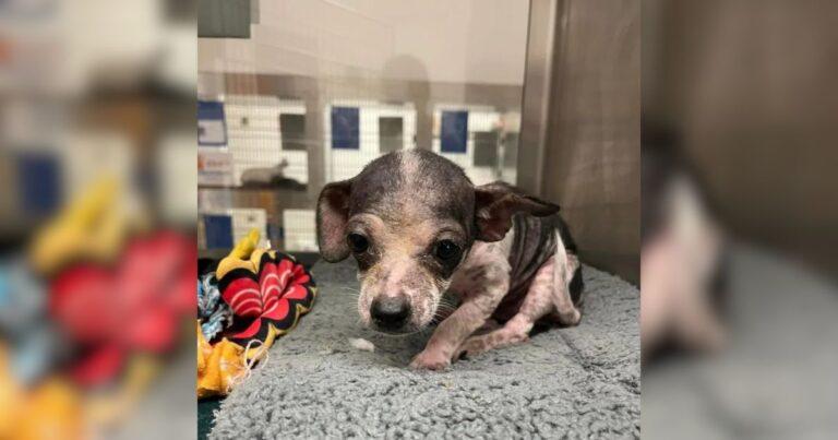 Tiny Shelter Chihuahua Puppy Blossoms Into A New Dog After Being Showered With Love