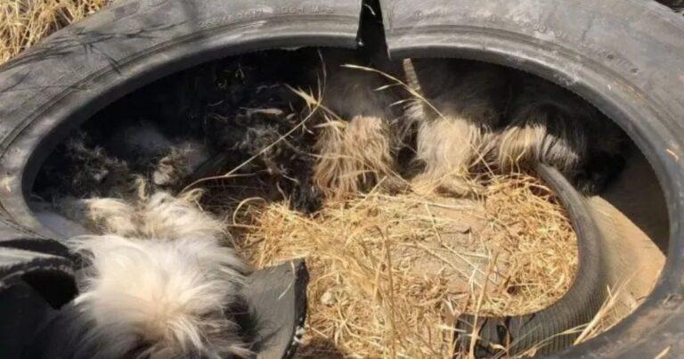 Pack Of Tiny Dogs Hiding Inside A Deflated Tire Finally Gets Noticed