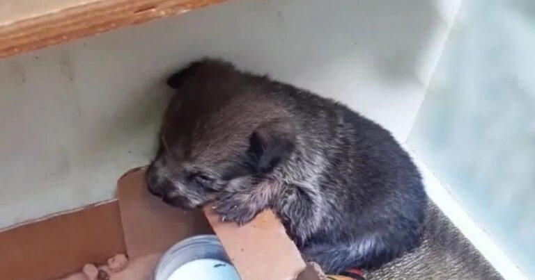 Tiny Puppy Abandoned In A Cardboard Box Can’t Stop Crying For Her Missing Mom, Until Rescue Arrives