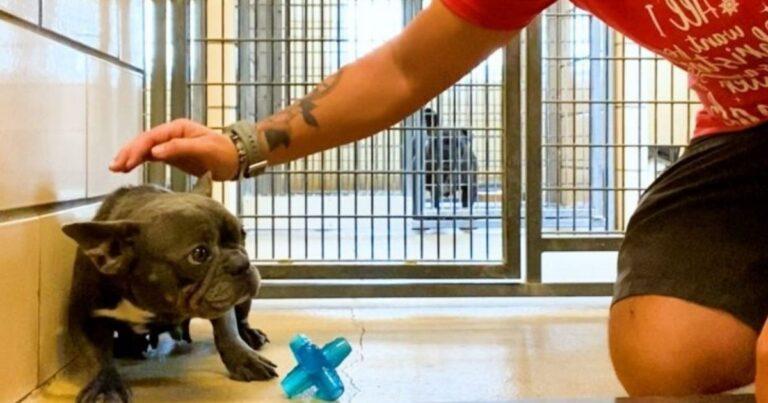 Trembling Frenchie Finally Learns What Love Is Thanks To An Incredible Foster Family