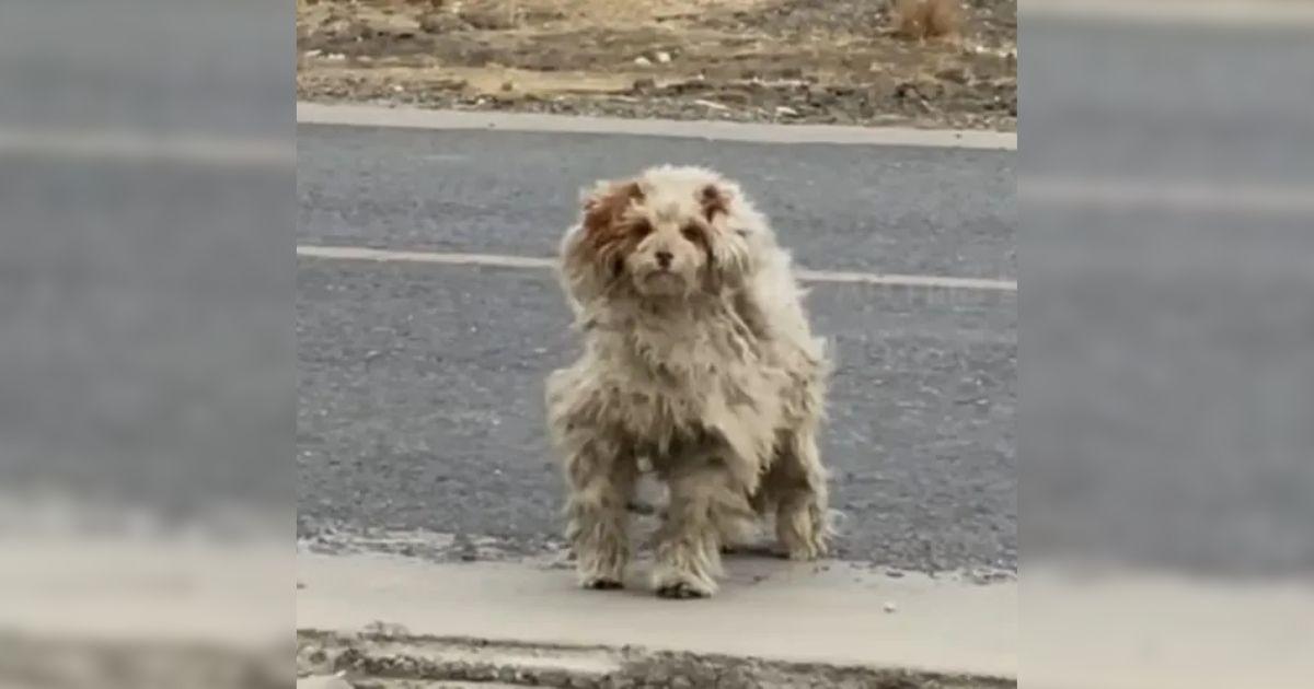 Woman Spots Severely Matted Stray Dog On The Road And Rushes To Save Him