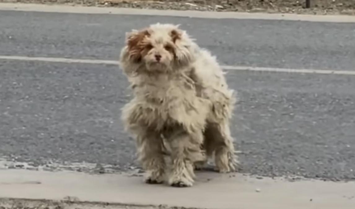 abandoned dog by roadside