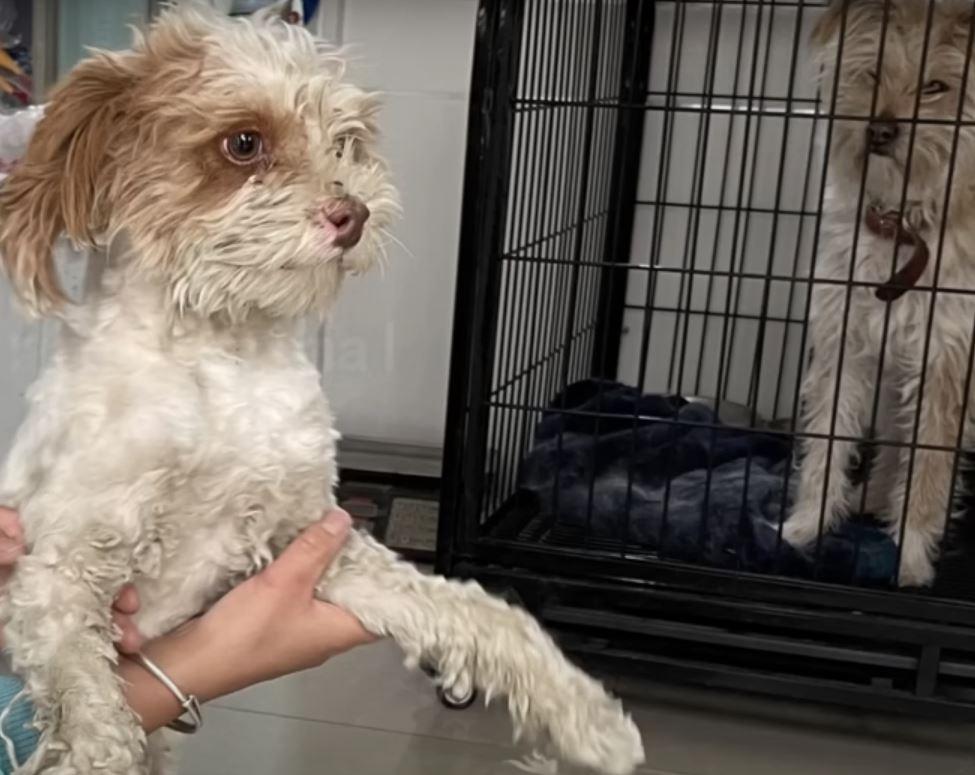 abandoned dog shaved off