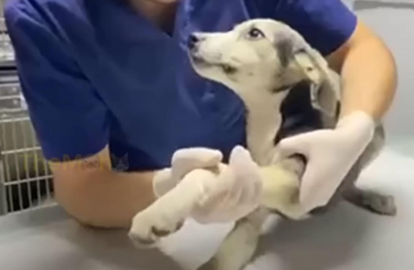 abused dog at the vet