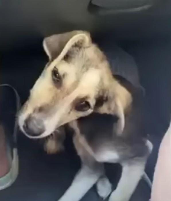 abused dog in car