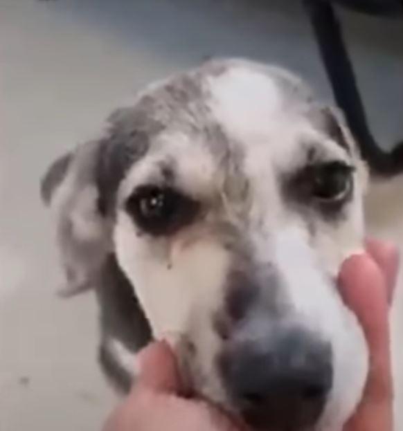 abused dog is pet